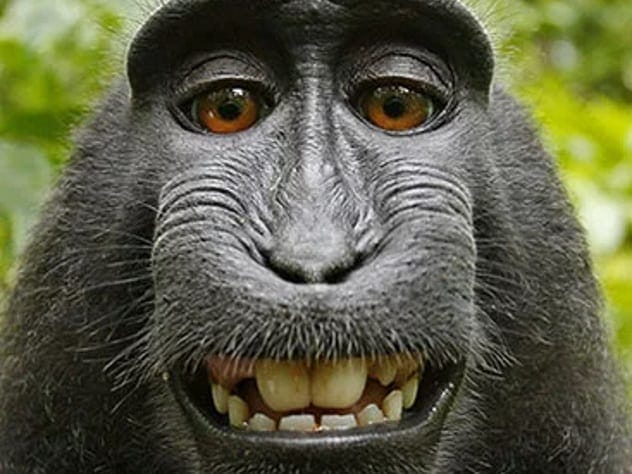 Monkeys