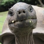 10 Invasive Species That Actually Help Ecosystems