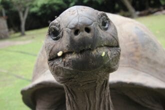 10 Invasive Species That Actually Help Ecosystems