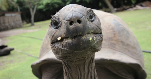 10 Invasive Species That Actually Help Ecosystems