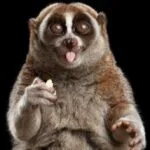 10 Animals with Toxins Hiding in Strange Places