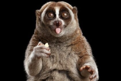 10 Animals with Toxins Hiding in Strange Places