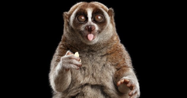 10 Animals with Toxins Hiding in Strange Places