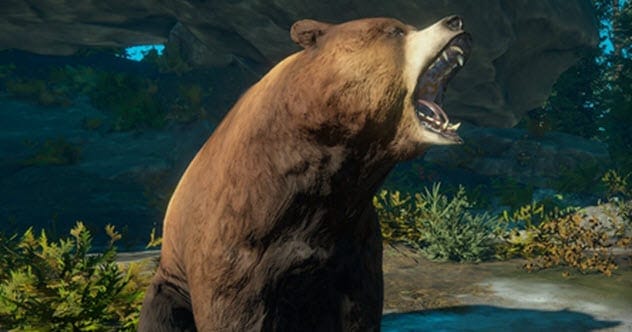 Bears