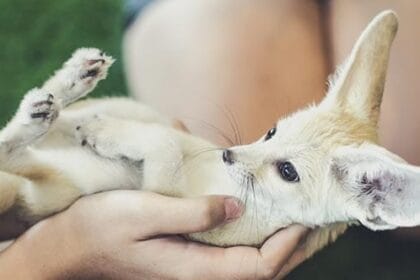 Exotic Pets: Top 10 Wild Animals You Shouldn't Own