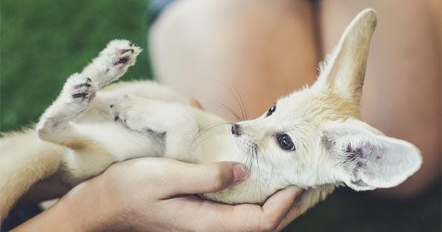 Fennec Foxes