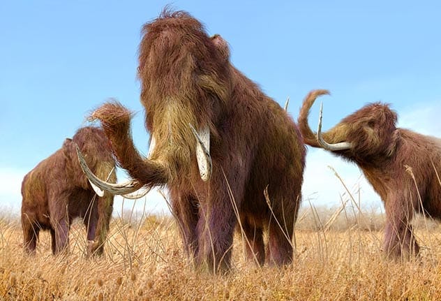 Woolly Mammoth Vocalization