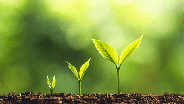 Lunar Effects on Plant Growth