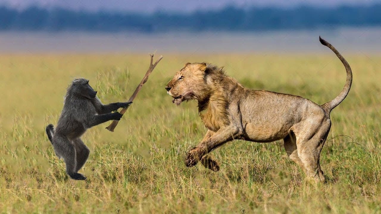 Lions Hunting After Full Moon