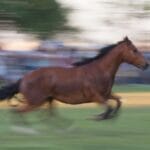 10 Wildest Times Animals Ran Absolutely Amok!