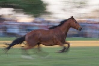 10 Wildest Times Animals Ran Absolutely Amok!