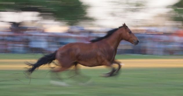 10 Wildest Times Animals Ran Absolutely Amok!