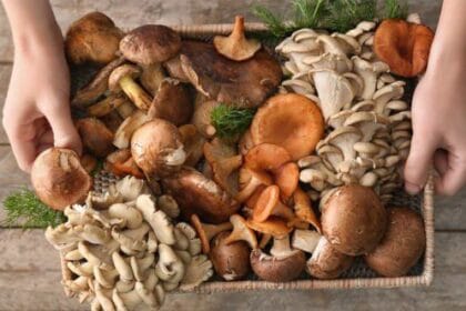 10 Signs Mushroom Views Are Magically Changing