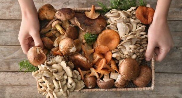 10 Signs Mushroom Views Are Magically Changing