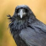 10 Royal Death Omens That Shook History