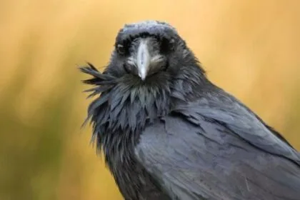 10 Royal Death Omens That Shook History