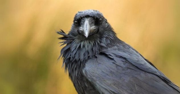 10 Royal Death Omens That Shook History