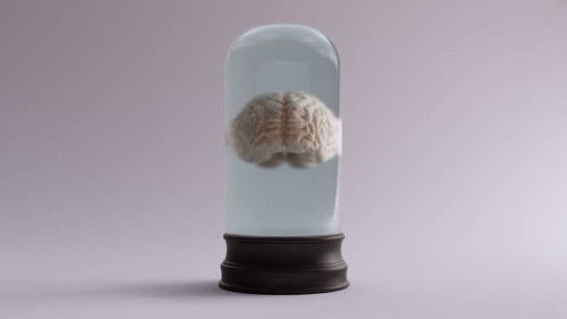 Pig brain kept alive in a jar