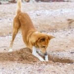 Animal Archaeologists: 10 Amazing Ancient Treasure Finds