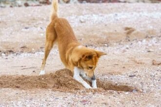 Animal Archaeologists: 10 Amazing Ancient Treasure Finds