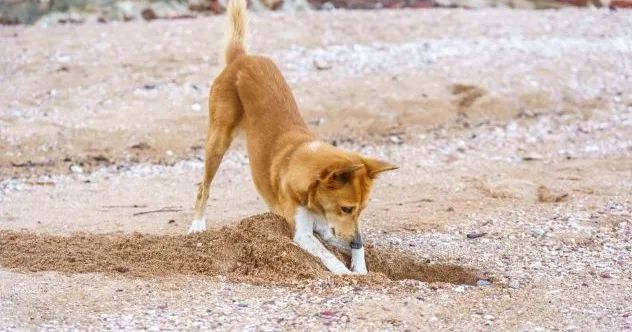 Animal Archaeologists: 10 Amazing Ancient Treasure Finds