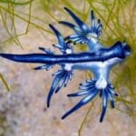 Strange Zoo Animals: 10 Unique Creatures to See