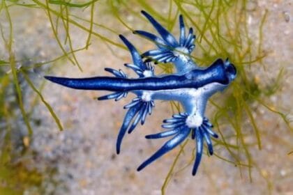 Strange Zoo Animals: 10 Unique Creatures to See