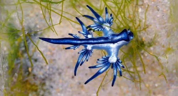 Strange Zoo Animals: 10 Unique Creatures to See