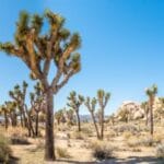 Joshua Tree's Dark Side: 10 Tragic Disappearances