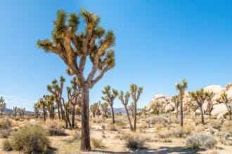 Joshua Tree's Dark Side: 10 Tragic Disappearances