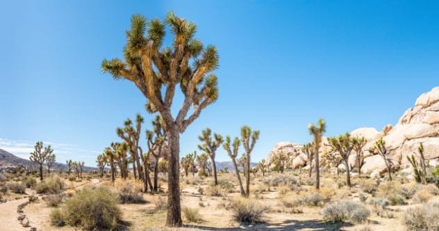 Joshua Tree's Dark Side: 10 Tragic Disappearances