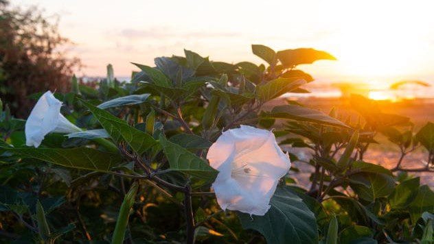 Jimson weed plant