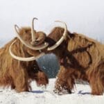 Mammoth Tales: 10 Tusk Stories Unearthed!