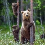 10 Wild Animal Behaviors: What to Do (and NOT Do!)