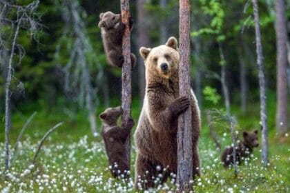 10 Wild Animal Behaviors: What to Do (and NOT Do!)