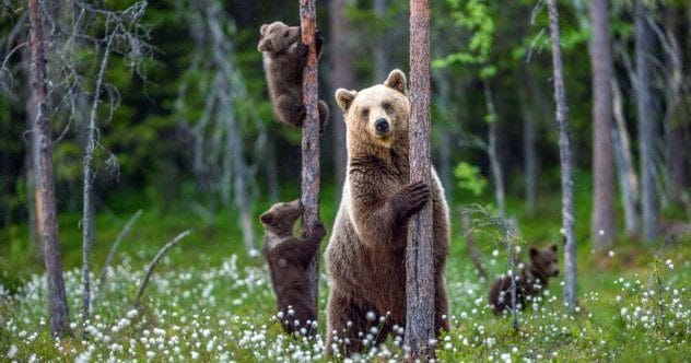 10 Wild Animal Behaviors: What to Do (and NOT Do!)