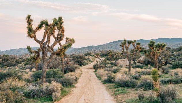 Joshua Tree Park landscape