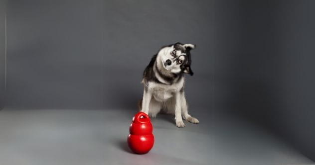 Kong Dog Toy