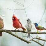 10 Wildest Animal Smuggling Attempts Ever!