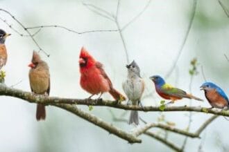 10 Wildest Animal Smuggling Attempts Ever!