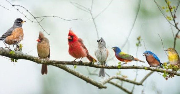 Birds in a cage