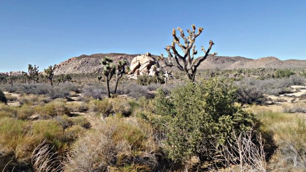 Joshua Tree landscape