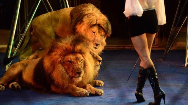Lion tamer in a circus with a lion