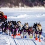 10 Famous Pets Who Stole the World's Spotlight