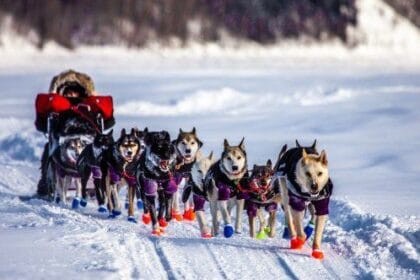 10 Famous Pets Who Stole the World's Spotlight