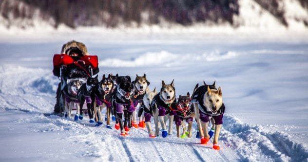 10 Famous Pets Who Stole the World's Spotlight