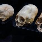 Fossil Anomalies: 10 Finds That Baffled Scientists