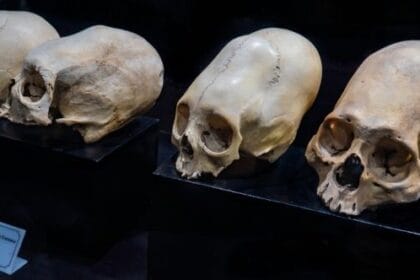 Fossil Anomalies: 10 Finds That Baffled Scientists