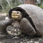 Island Oddities: 10 Rare Finds That Defy Belief