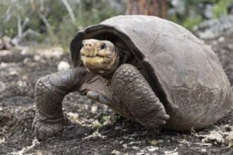 Island Oddities: 10 Rare Finds That Defy Belief